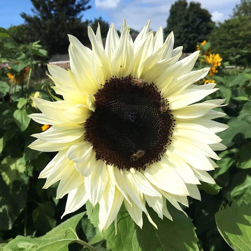 White Sunflower flower seeds for planting in home gardens and borders.