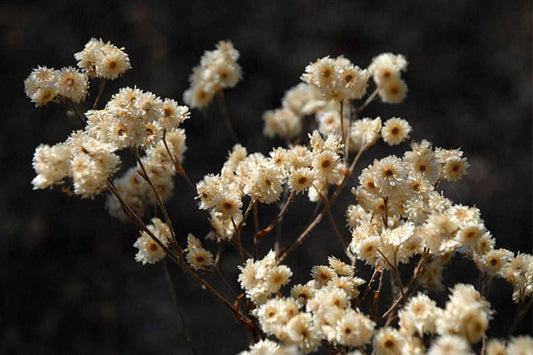 White Sweet Everlasting Gnaphalium obtusifolium herb flower seeds for planting