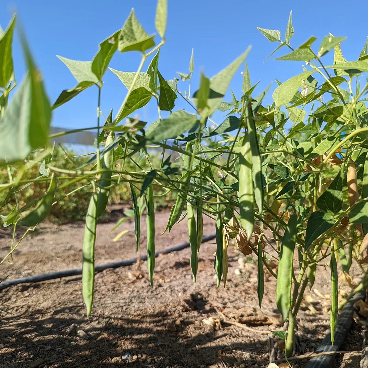 Healthy White Tepary Bean plants growing in a raised garden bed
