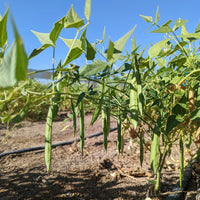 Healthy White Tepary Bean plants growing in a raised garden bed