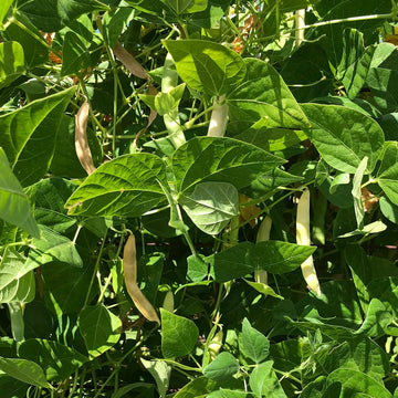 White Tepary Bean seeds for planting in home vegetable gardens