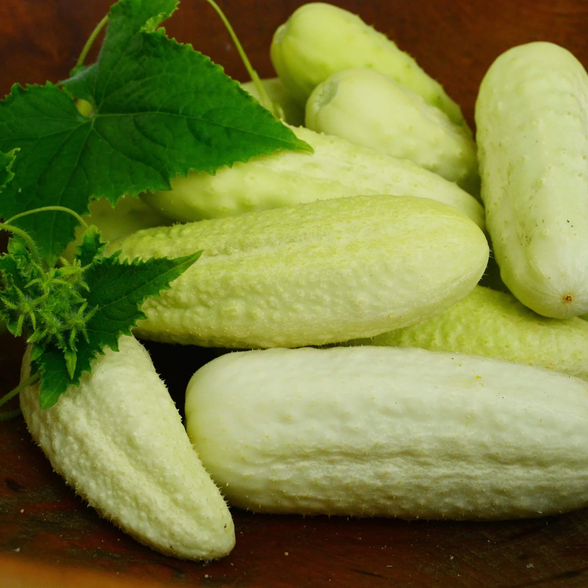 Heirloom White Wonder cucumber plants producing white slicing cucumbers