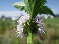 Packet of White Wood Mint herb seeds for planting