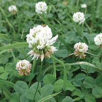 Outsidepride Perennial White MiniClover Seeds – Low-Growing Groundcover for Lawns & Gardens