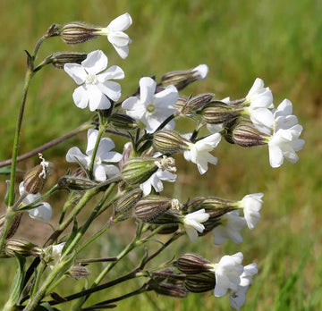 Campion Flower seeds for Planting - Wildflower Mix, Heirloom & GMO Free Seeds for Home Garden
 
 Sale seeds for home garden