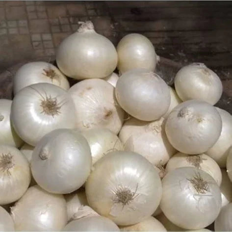 Snow White Onion Seeds for Planting – Heirloom Non-GMO White Onion Vegetable Seeds