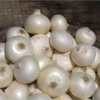 Snow White Onion Seeds for Planting – Heirloom Non-GMO White Onion Vegetable Seeds