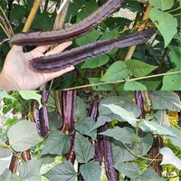 Purple Winged Bean pods growing in a home vegetable garden