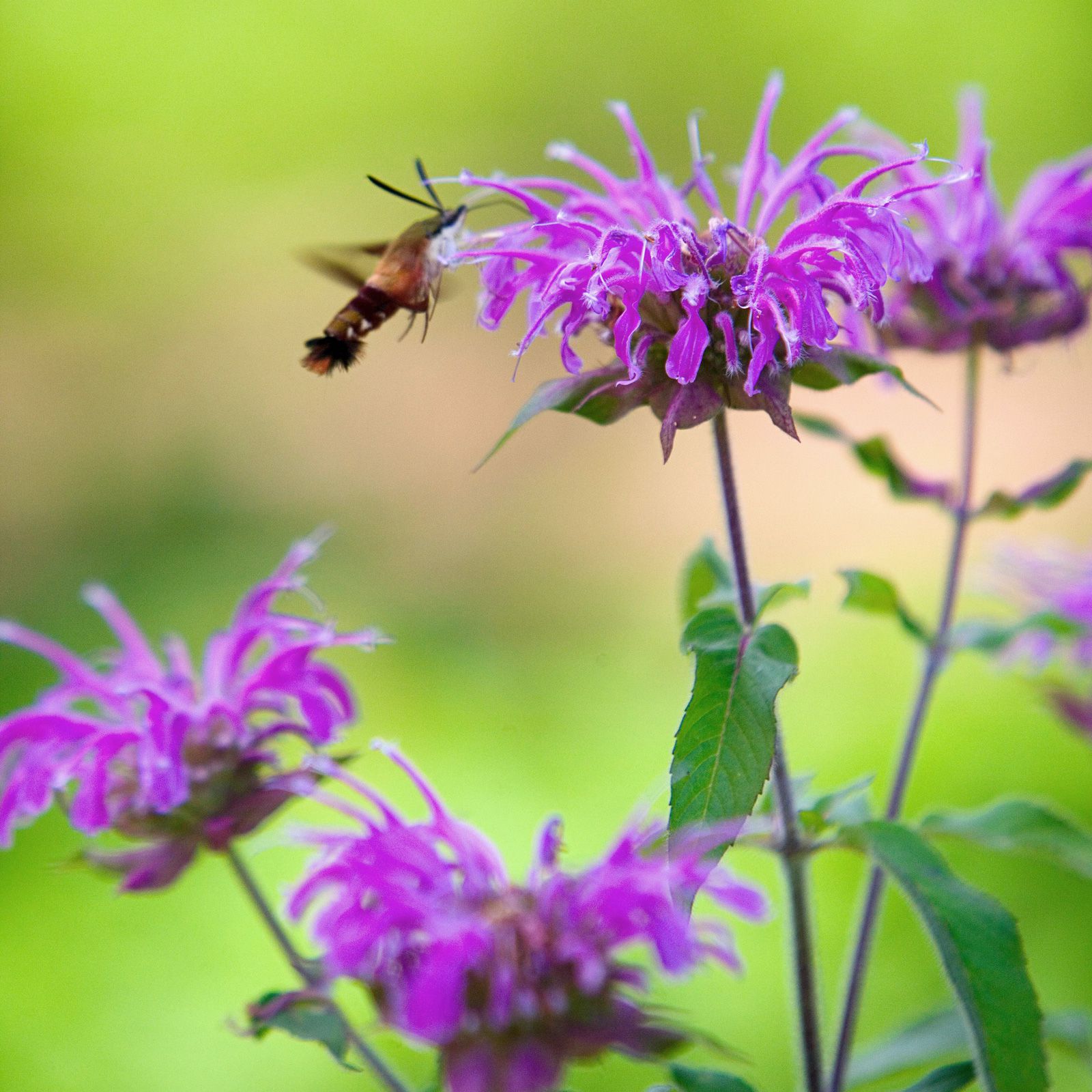 Beebalm Flower seeds for Planting Garden Favorite Heirloom & GMO Free Seeds for Home Garden