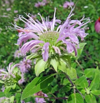 Wild Bergamot flower seeds for planting in home gardens and wildflower beds.