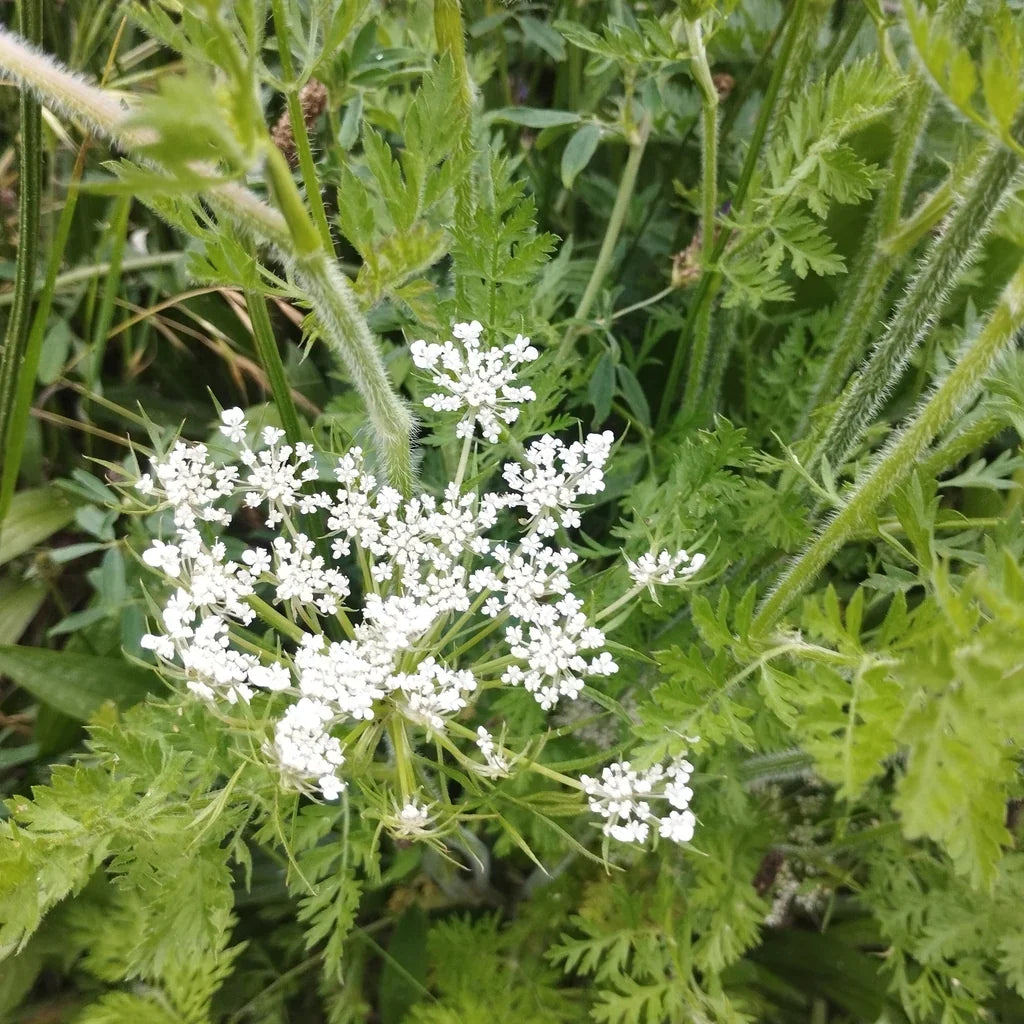 Heirloom Wild Carrot flower seeds for home gardens and outdoor planting