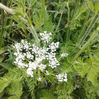 Heirloom Wild Carrot flower seeds for home gardens and outdoor planting