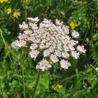White lace-like Wild Carrot flowers growing in a garden landscape