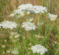 Wild Carrot wild flower seeds for planting with delicate white blooms