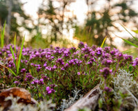 Creeping Thyme Herb Seeds for Ground Cover, Rock Gardens & Garden Borders