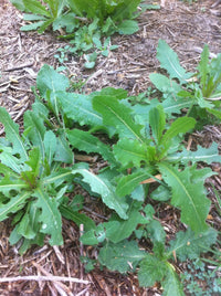 Wild Lettuce herb seeds for growing leafy plants in outdoor garden spaces.