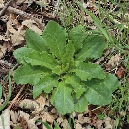 Healthy Wild Lettuce Lactuca virosa growing in a raised garden bed.