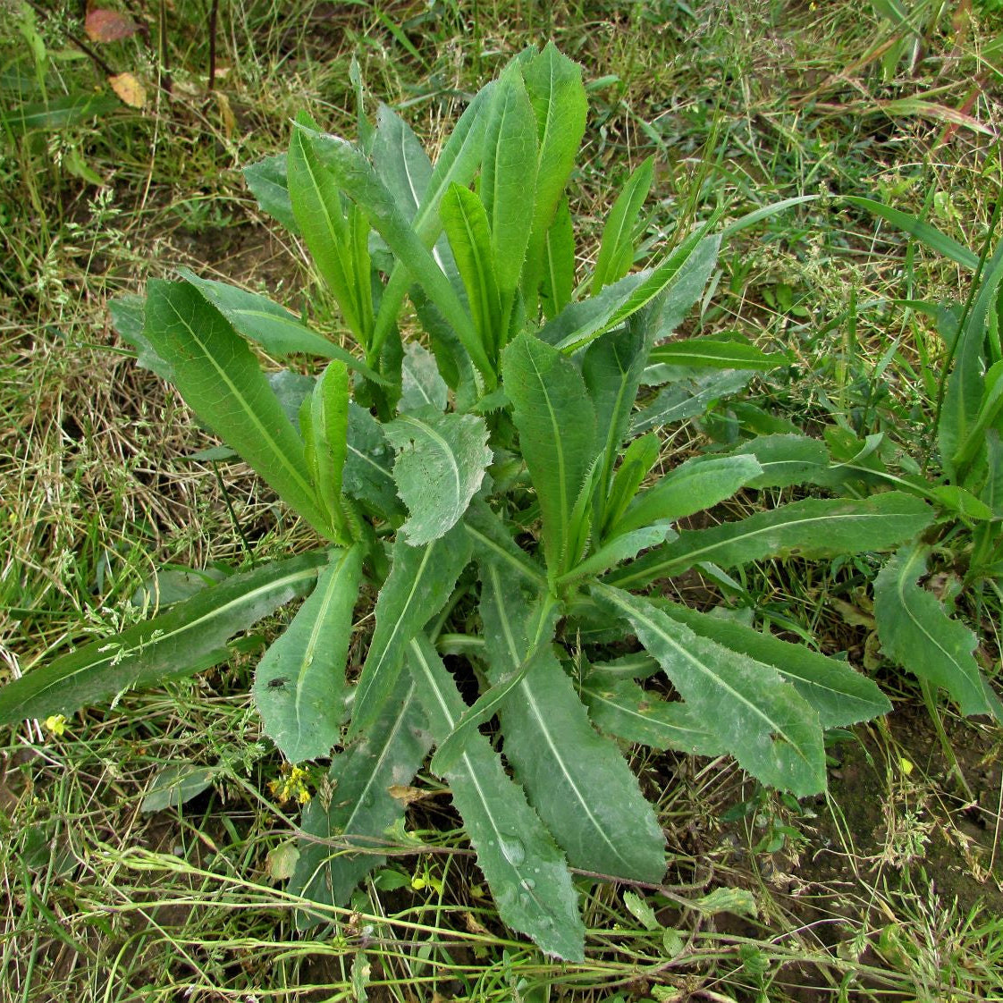 Wild Lettuce (Lactuca virosa) herb seeds for planting in home gardens.