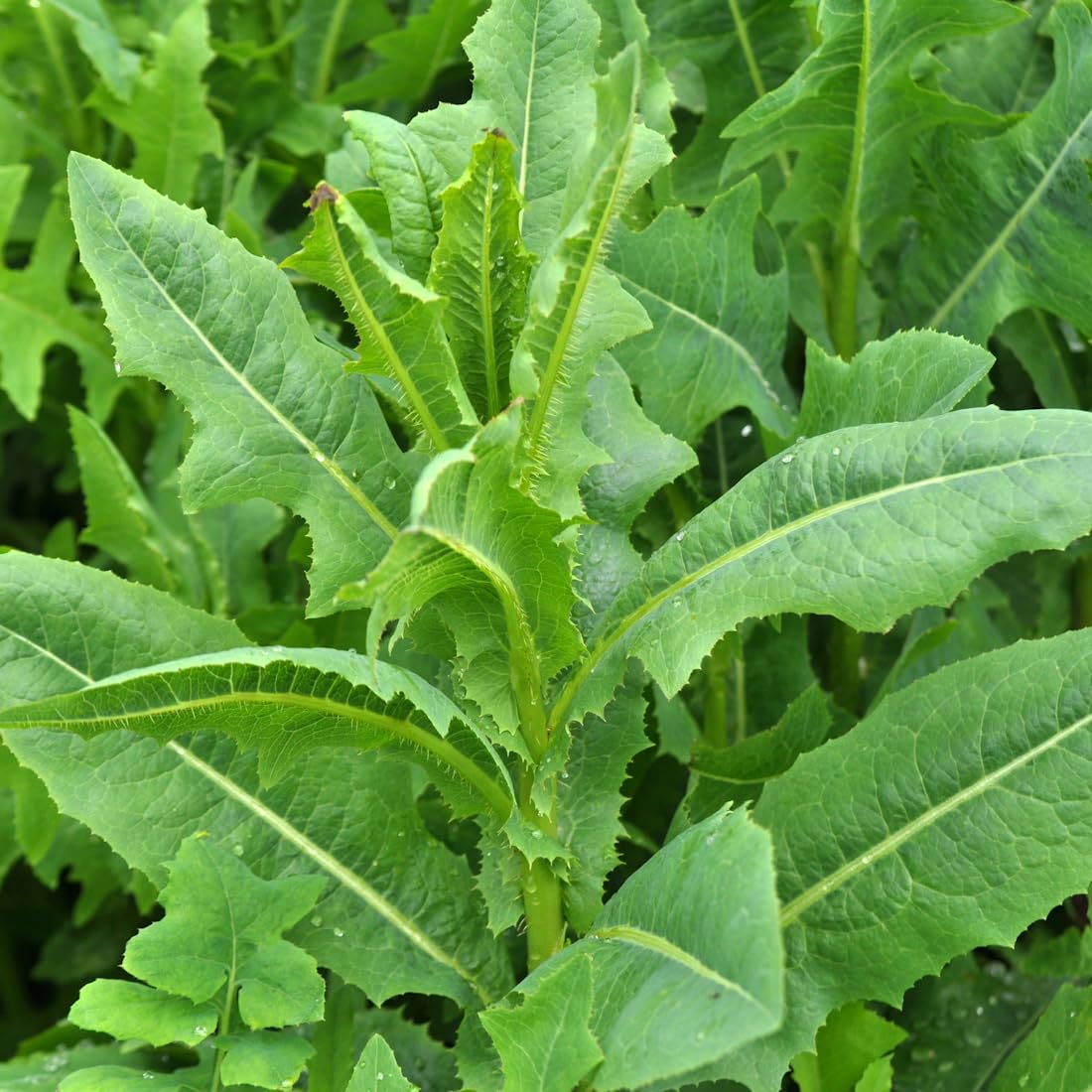 Wild Lettuce Lactuca virosa vegetable seeds for home and urban gardening.