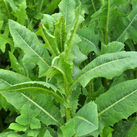 Wild Lettuce Lactuca virosa vegetable seeds for home and urban gardening.