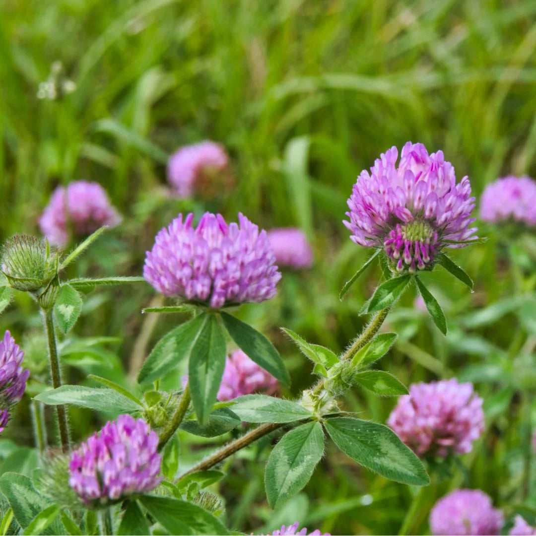 Bright red Wild Red Clover flowers growing in a natural garden setting