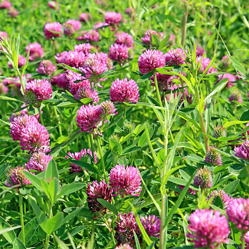 Wild Red Clover seeds for planting in home gardens and outdoor landscapes