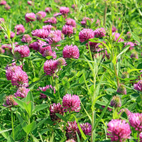 Wild Red Clover seeds for planting in home gardens and outdoor landscapes