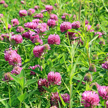 Wild Red Clover seeds for planting in home gardens and outdoor landscapes