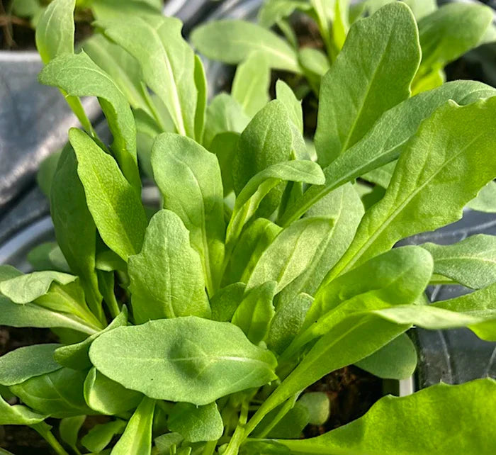 Healthy Wild Rocket plants growing with fresh green leaves