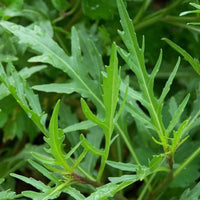 Wild Rocket seeds for planting in home gardens and containers