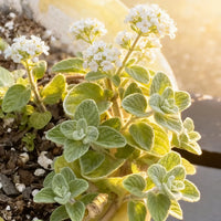 Wild Zaatar Oregano (Origanum syriacum) herb growing in a sunny garden with fragrant green foliage