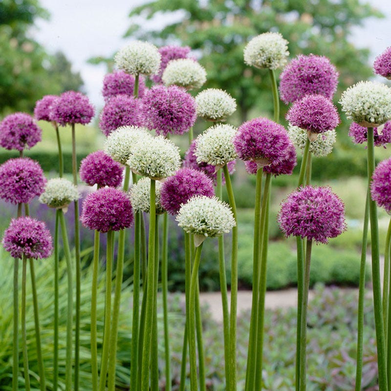 Mixed Allium bulbs for planting in an outdoor garden
