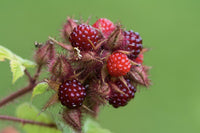 Japanese Wineberry berry plant suitable for raised beds and gardens