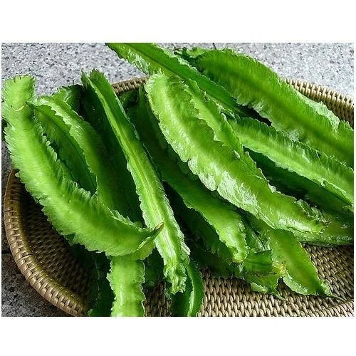 Winged Bean vine producing distinctive green pods in a vegetable garden.
