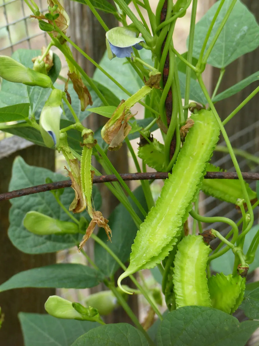Winged Bean (Psophocarpus tetragonolobus) seeds ready for planting in a home vegetable garden