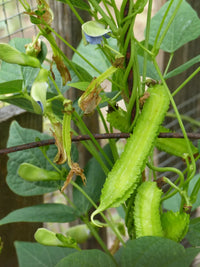 Winged Bean (Psophocarpus tetragonolobus) seeds ready for planting in a home vegetable garden