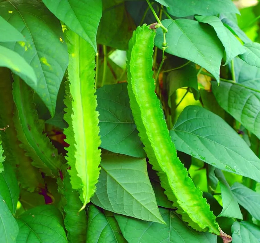 Winged Bean seeds for home vegetable garden planting