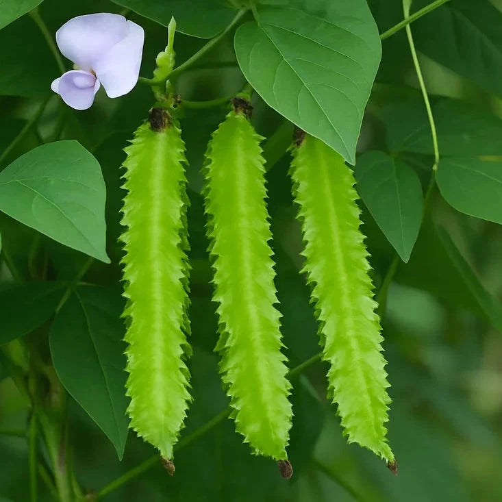Winged Bean vegetable seeds for planting in home gardens and raised beds.