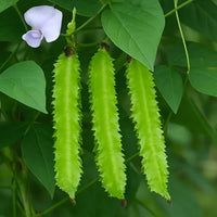 Winged Bean vegetable seeds for planting in home gardens and raised beds.