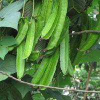 Heirloom Winged Bean vines growing on a garden trellis