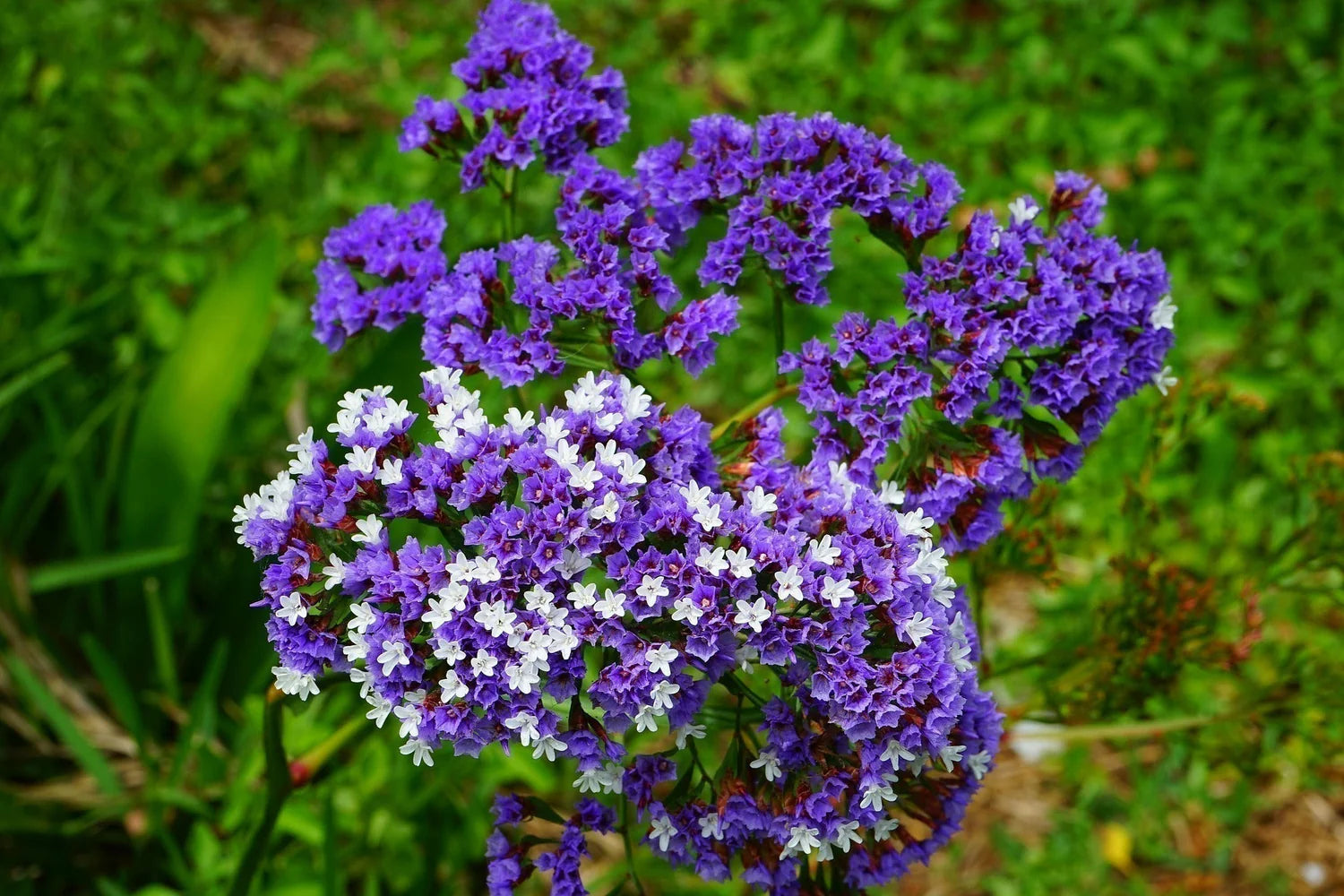 Limonium Flower seeds for Planting Cut Flower Favorite Heirloom & GMO Free Seeds for Home Garden