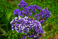 Sea Lavender Flower seeds for Planting - Pollinator Friendly, Heirloom & GMO Free Seeds for Home Garden