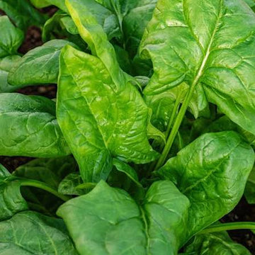 Winter Giant spinach seeds for home vegetable gardens.