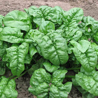 Heirloom Winter Giant spinach seeds for growing leafy greens.