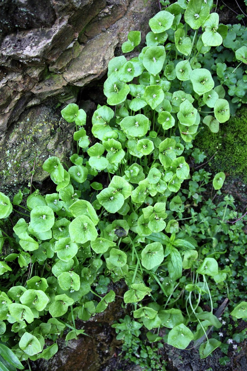 Winter Purslane Growing in a Home Culinary Garden