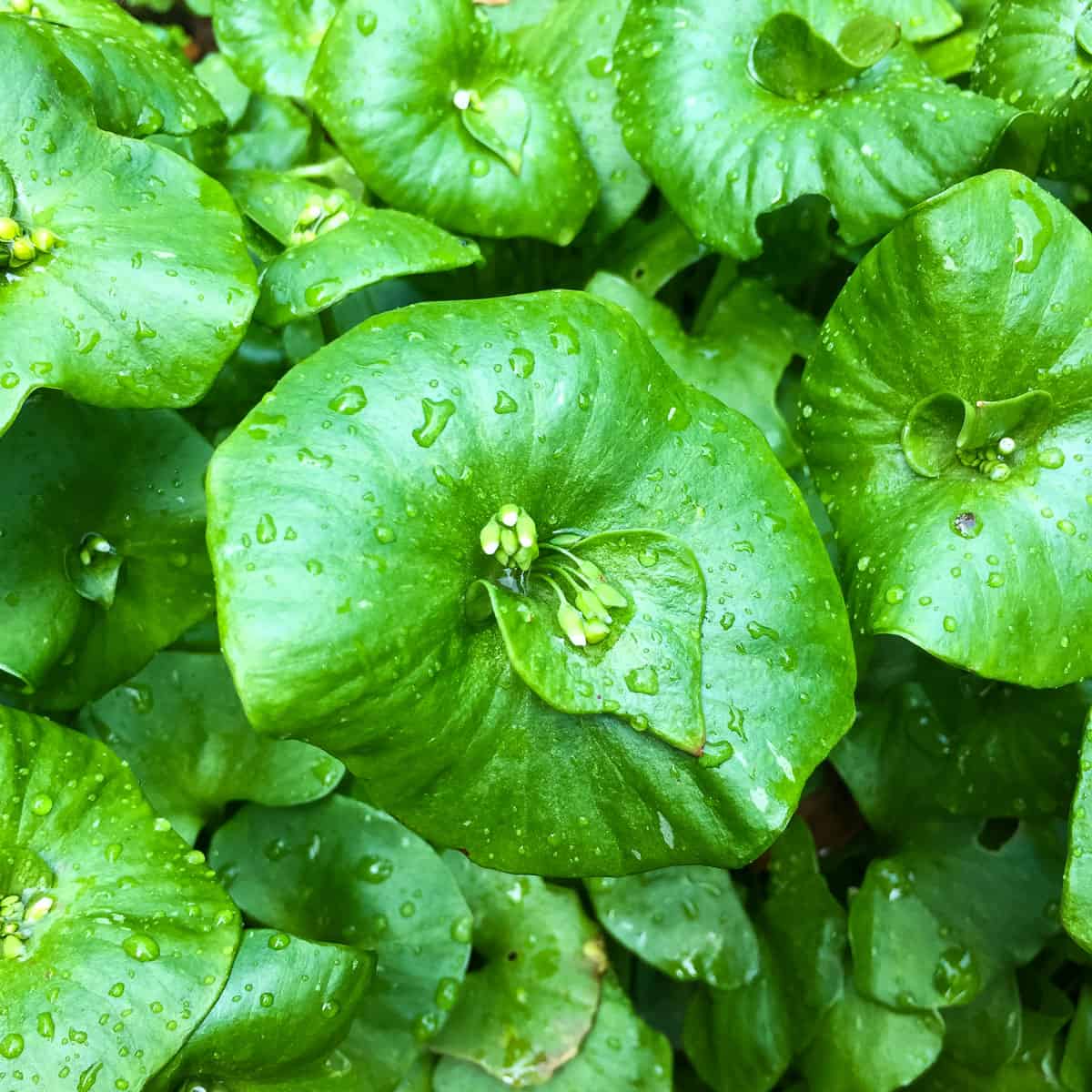 Winter Purslane Seeds for Planting