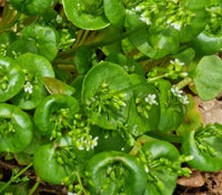 Fresh Green Winter Purslane Succulent Leaves
