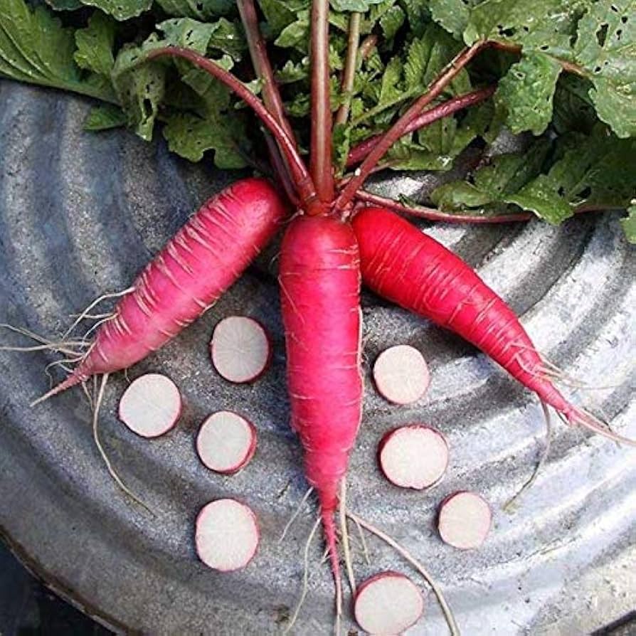 Winter radish growing in a home garden from seeds