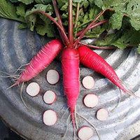 Winter radish growing in a home garden from seeds