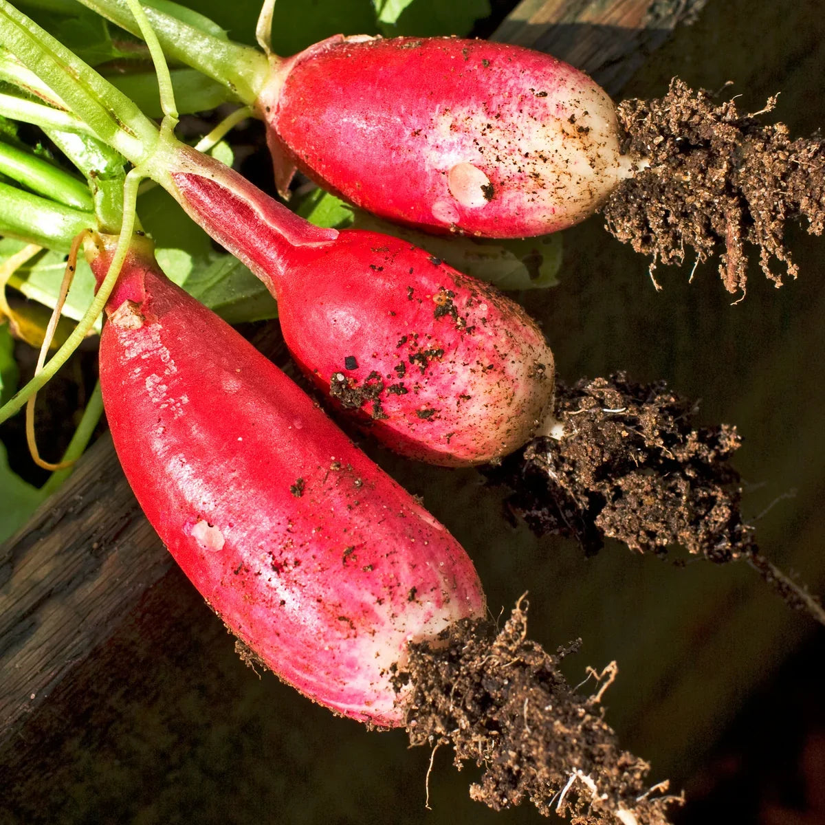 Winter radish seeds for planting in home vegetable gardens